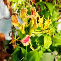 グロリオサ,バルコニー/ベランダの画像