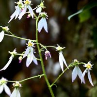 ユキノシタ,古知谷阿弥陀寺の画像