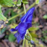 トリカブト,トリカブト,マムシグサ,マムシグサ,キノコの画像