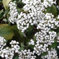 ユーパトリウムの画像