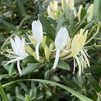 スイカズラ,ご近所,早朝,散歩での画像