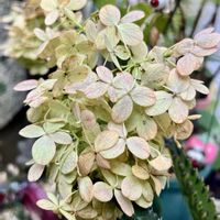 ノリウツギ,ピンク,紅葉（こうよう）,植物のある暮らし,全国オヤジ連合会の画像