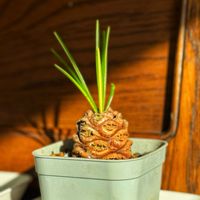 コウヤマキ,高野槙の画像