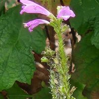 ハナトラノオ,ハナトラノオの画像