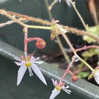 ユキノシタ,花壇,ガーデニング,山野草,ユキノシタ科の画像