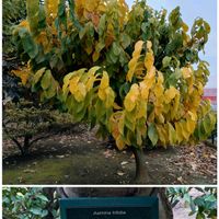 ポポー,アルプス乙女,富士山,散歩道での画像