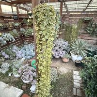 ツルニチニチソウ,ガーデニングの画像