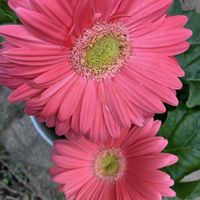 ガーベラ,ダイモンジソウ,ホウセンカ,シモツケ ,今を生きるの画像