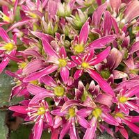 ダイモンジソウ,フジバカマ,パンジー,ミニバラ,西洋大文字草の画像