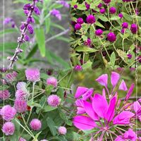 クレオメ,センニチコウ,アメジストセージ,庭の画像