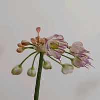 エシャレット,らっきょうの花,エシャレットの花,カナダの画像