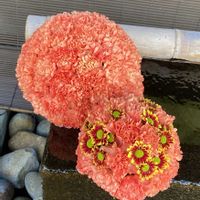 カーネーション,キク,散歩,手水舎,神社の画像