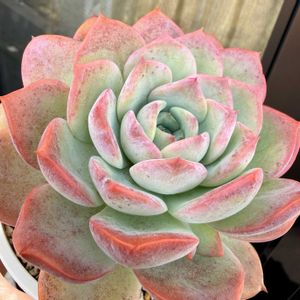 エケベリア アルテ,多肉植物,エケベリア属,可愛い多肉ちゃん❤︎,多肉植物 エケベリアの画像