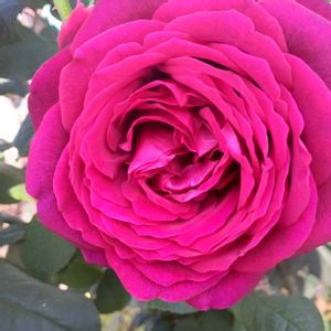 手作りの庭,バラ大好き,キラキラ✨,バラを楽しむ,咲いてくれてありがとう❤の画像