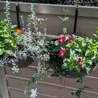 ビオラ,ジャスミン,オレアリアの画像