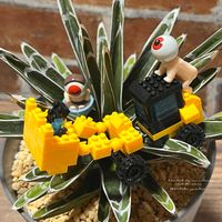 アガベ,アガベ　笹の雪,アガベ　笹の雪,王妃雷神白中斑,ディッキア．の画像