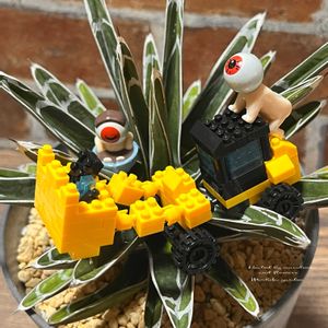 アガベ,アガベ　笹の雪,アガベ　笹の雪,王妃雷神白中斑,ディッキア．の画像