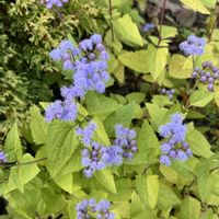 フジバカマ,青色のお花,出会いに感謝♡の画像