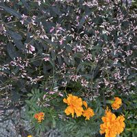 アカシア,トキワマンサク,ユーフォルビア,PW,玄関アプローチの画像