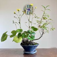 ツワブキ,ネコヤナギ,盆栽,小品盆栽,ミニ盆栽の画像