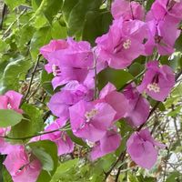 ブーゲンビリア,ブーゲンビリア,ユッカ,ユッカ,花火の画像