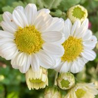 ガザニア,キク,ナス,松葉菊,シシトウの画像