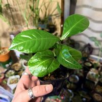 バオバブ,観葉植物,成長記録,生長記録,種を植えてみたの画像