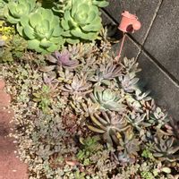 ピーチプリデ,多肉いろいろ,多肉植物,多肉花壇,地植え多肉の画像