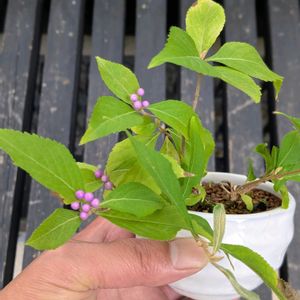 ムラサキシキブ,盆栽,ミニ盆栽,盆栽苗木,まめ盆栽の画像