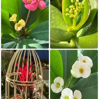 エアープランツ,ハナキリン,ハナキリン,かねのなる木,スマホ撮影加工なしの画像