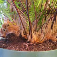 タカワラビ,キンモウコウ,ジオ・ゴールデン・ボバイン,観葉植物,新芽の画像