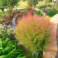 カリブラコア,コキア,ネメシア,ビオラ,そら豆の画像