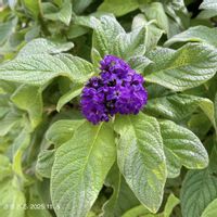 ヘリオトロープ,ヘリオトロープ,ヘリオトロープ  ブライドブルー,ヘリオトロープ  ブライドブルー,PRの画像