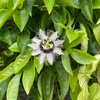 パッションフルーツの画像