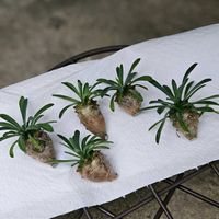 峨眉山,ユーフォルビア・峨眉山,子株,塊根植物,植物大好きの画像