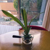 水耕栽培の画像