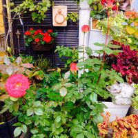 フジバカマ,ベゴニア,栄養系コリウス,球根ベゴニア,ふじばかまの画像