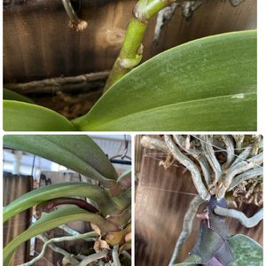 花芽,花のある暮らし,にやにやがとまらない。,蘭の底無し沼,金曜日の蕾たちの画像