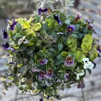 パンジ・ビオラ,寄せ植え,秋の気配,お気に入り♥,バンキングバスケットの画像