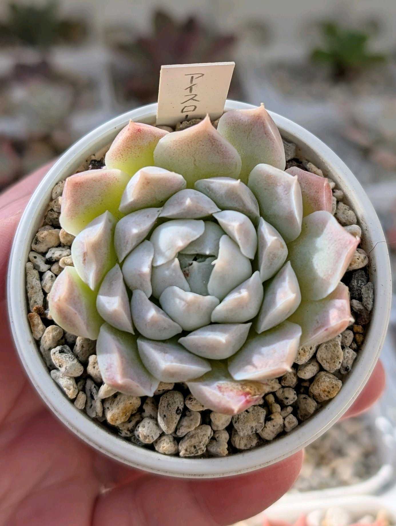 アイスローズの一覧｜🍀GreenSnap（グリーンスナップ）