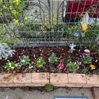 シロタエギク,ツルニチニチソウ,パンジー,ビオラ,ジュリアンの画像