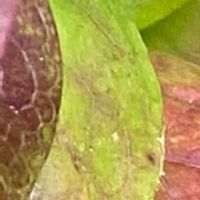 ブルーベリー,紅葉（こうよう）,植物のある暮らし,植物の生命力の画像