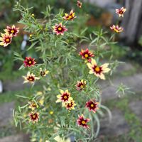 コレオプシス レッドシフト,ジニアプロフュージョン,狭い庭,フロックス♡の画像