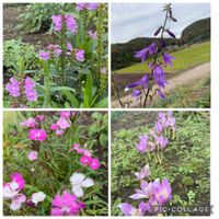 ナデシコ,ハタザオキキョウの画像