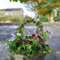 アイビー,ビオラ,ゴールデンオレガノ,ウィンターセイボリー,寄せ植え.の画像