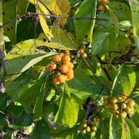 カクレミノの画像