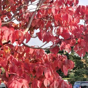 ケヤキ,コブシ,ハナミズキ,ムクロジ,メタセコイアの画像