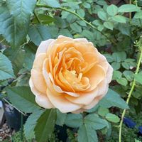 バラ ディスタントドラムス,バラ ミミエデン,ラ・ドルチェ・ヴィータ,つるバラ,ばら バラ 薔薇の画像