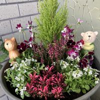 アキランサス,アリッサム,ゴールドクレスト,カルーナ　ガーデン・ガールズ,ビオラ バニーイヤーズの画像