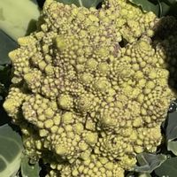 二十日大根,ロマネスコ,里芋,里芋,青梗菜(チンゲンサイ)の画像